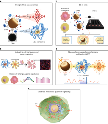 Ασύρματη ηλεκτρική-μοριακή κβαντική σηματοδότηση για απόπτωση καρκινικών κυττάρων - Nature Nanotechnology