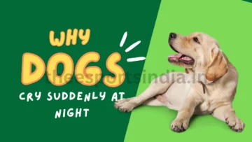 3 Reasons Why do Dogs Suddenly Cry at Night