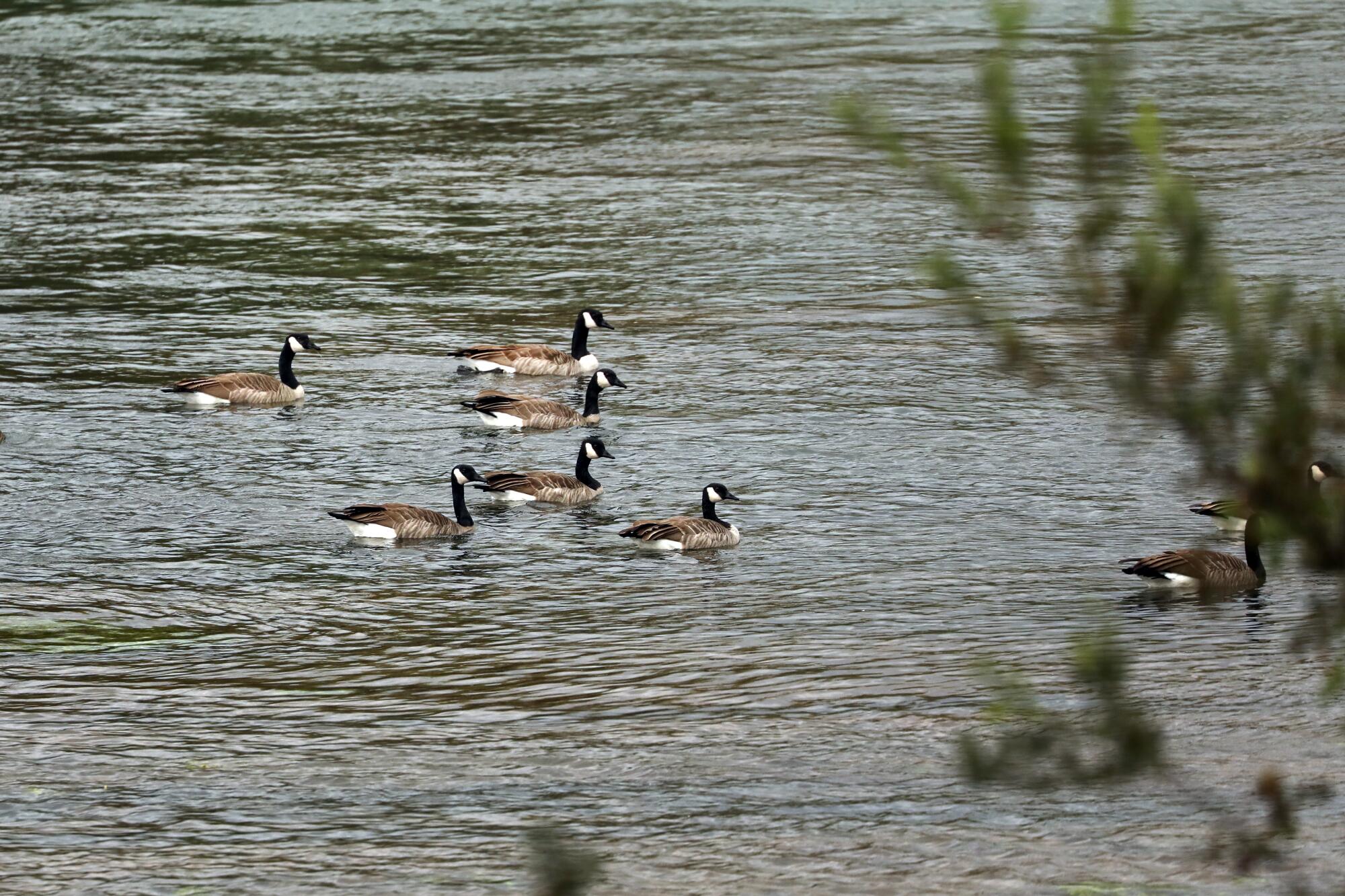 Geese swim in the Sacramento River. 