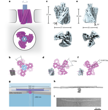 A DNA turbine powered by a transmembrane potential across a nanopore - Nature Nanotechnology