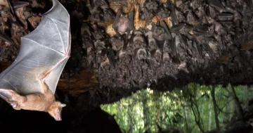 Morcegos usam as mesmas células cerebrais para mapear mundos físicos e sociais | Revista Quanta