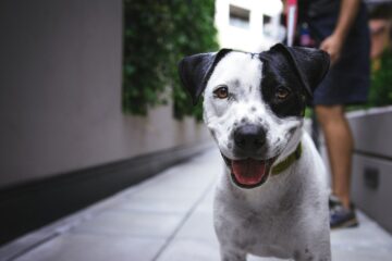 Najlepsze CBD dla psów: 6 opcji CBD dla zwierząt domowych, które Twój szczeniak pokocha - Połączenie z programem medycznej marihuany