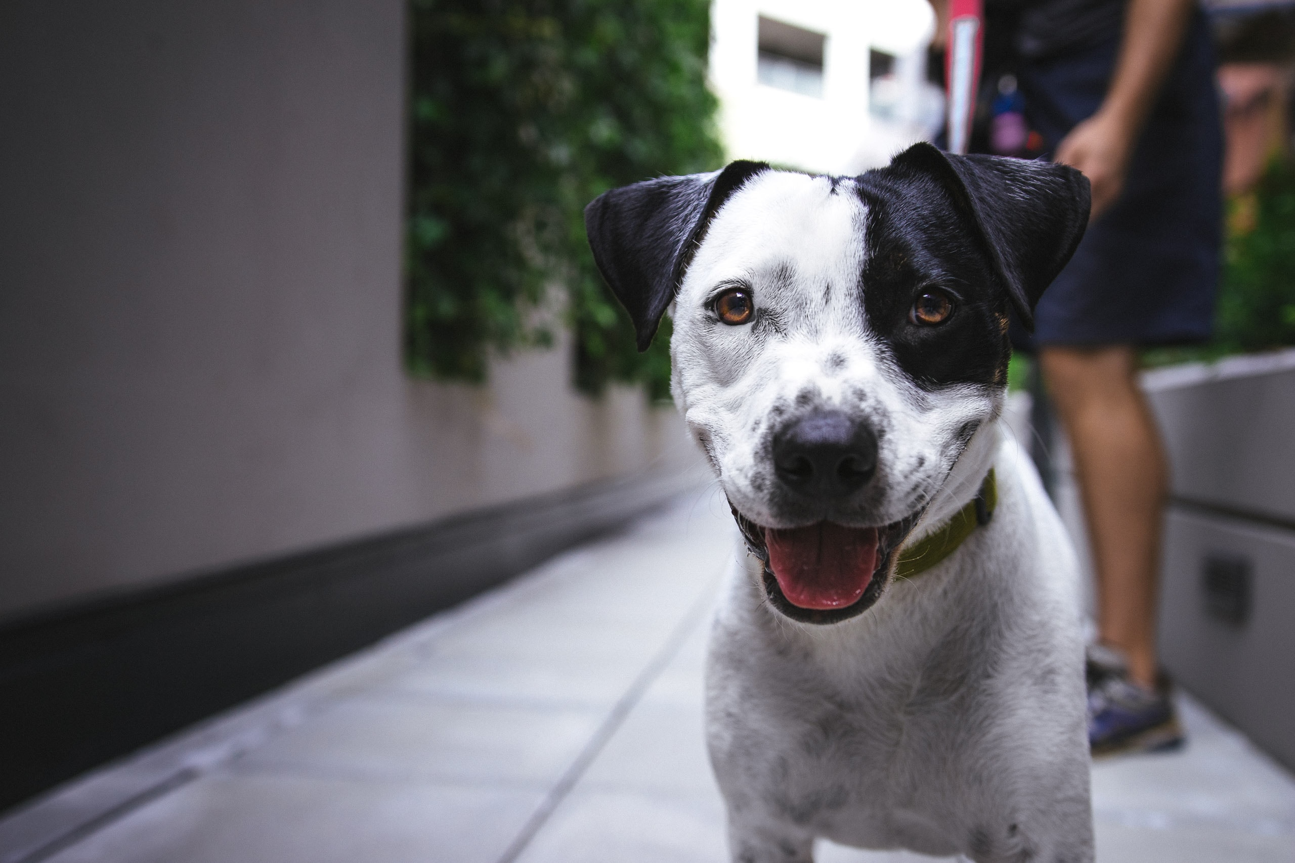 Best CBD for Dogs: 6 Pet CBD Options Your Pup Will Love - Medical Marijuana Program Connection