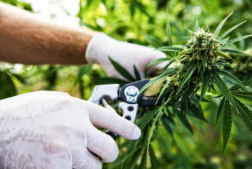 "Kukkiva mieli: marihuanan viljelyn terapeuttiset edut" - Lääketieteellisen marihuanaohjelman yhteys