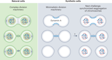 Breaking the bottleneck of synthetic cells - Nature Nanotechnology