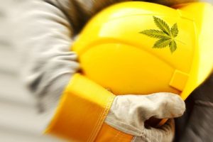 Sécurité de l'industrie du cannabis et prévention des citations OSHA | Culture verte