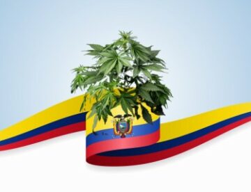 Colombian Gold - De koning onder de landrassen met een beroemde geschiedenis