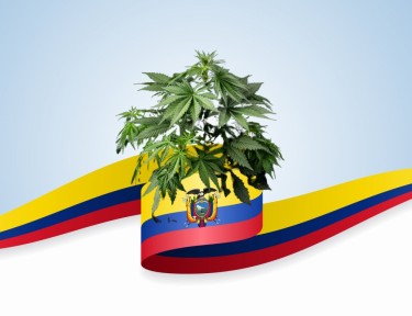 Colombian gold cannabis