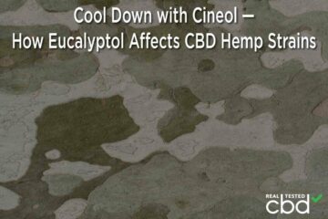 Răciți-vă cu Cineol - Cum afectează eucaliptolul tulpinile de cânepă CBD - Medical Marijuana Program Connection
