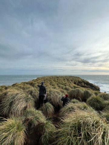 Proyek dana Defra untuk menyerap karbon di lahan gambut Falklands | Lingkungan