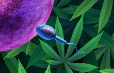 使用大麻会增加还是减少男性精子数量？
