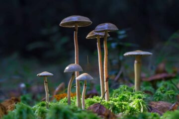 Первая лицензия на выращивание грибов в Новой Зеландии предоставлена ​​группе маори