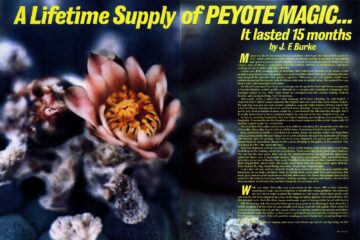 Arkistosta: A Lifetime Supply of Peyote Magic (1977) | High Times