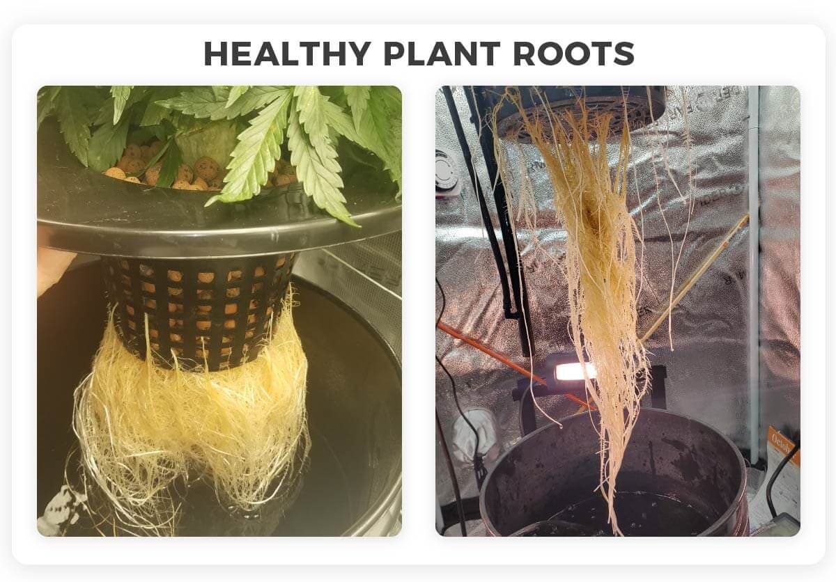 Plant roots in Hydro grow