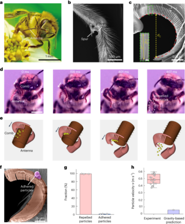 Honeybee comb-inspired stiffness gradient-amplified catapult for solid particle repellency - Nature Nanotechnology