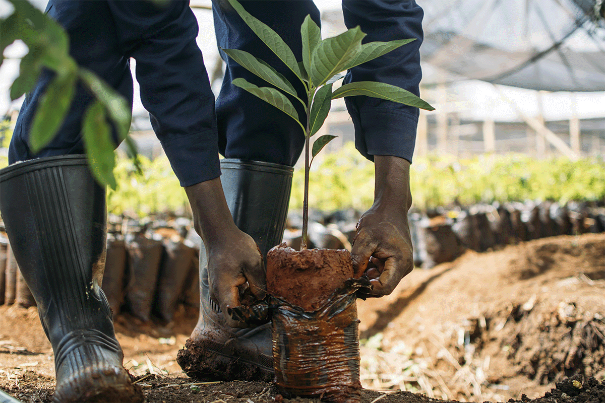 How biodiversity loss impacts ecosystems and what we can do to help_Local man planting a tree in a tree nursery, Hongera Reforestation Project_visual 8