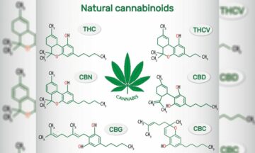 How CBD Works With Your Body's Cannabinoid System