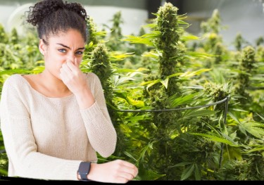 how to get rid of the weed smell in a room