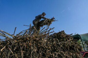 India Extends Sugar Export Curbs in Risk to World Supply