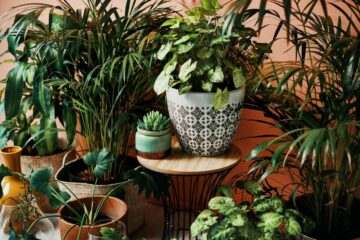 Ucz się od ekspertów: 6 najlepszych roślin domowych i jak się nimi opiekować