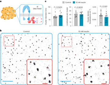 Multivalent insulin receptor activation using insulin–DNA origami nanostructures - Nature Nanotechnology