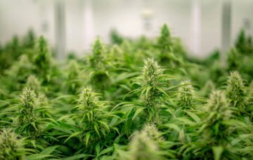 カリフォルニア州オークランドの倉庫で約37万ドルの違法大麻が見つかる