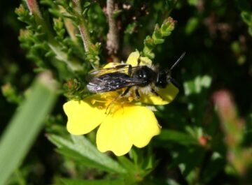 Ny AI-algoritm kommer förhoppningsvis att rädda "hoppande" bi från utrotning | Envirotec