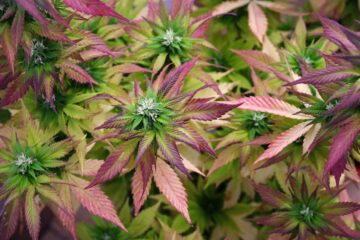 Painel de New Hampshire discute recomendações para legalização da cannabis | Tempos altos