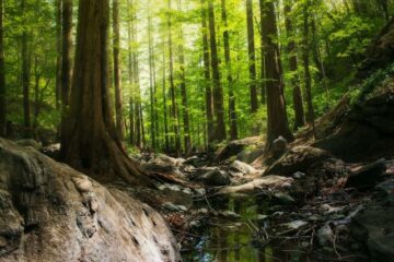 Payments-as-a-Service Platform Rainforest samler inn 11.75 millioner dollar i såkornfinansiering – Finovate