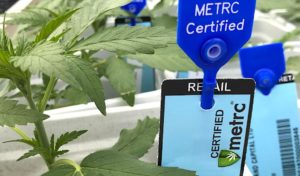 Re-Thinking Cannabis Track & Trace Models | Green CulturED