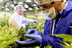 Lieux de travail sûrs dans l'industrie du cannabis (OSHA, etc.) | Culture verte