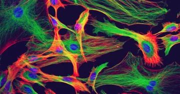Эти клетки вызывают электричество в мозгу. Они не нейроны. | Журнал Кванта