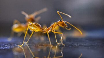 Questo cervello AI ispirato alle formiche aiuta i robot agricoli a spostarsi meglio nei raccolti