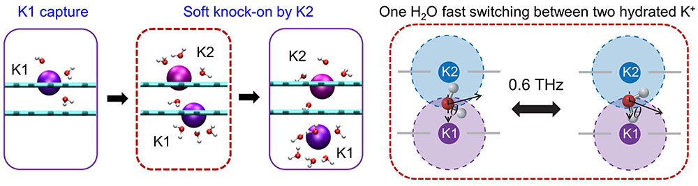 La perméation du K+ suit un mécanisme de transport à double ion