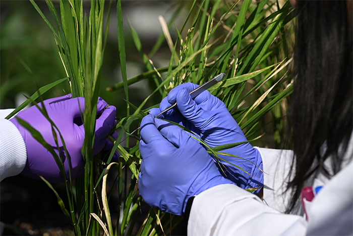 researchers experimenting with rice plants