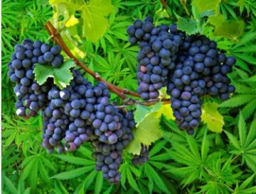 Vrei un vin cu un gust mai bun, cultivă plante de cânepă în podgoria ta spune un nou studiu agricol de 3 ani