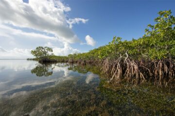 Conservazione delle zone umide: l'approccio più efficace alla regolazione del clima, afferma un nuovo studio | Envirotec