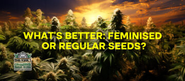 What’s Better: Feminised or Regular Seeds?