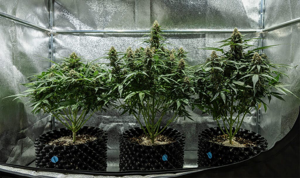 Why you should be growing F1 hybrids from Royal Queen Seeds