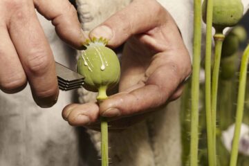 Zbiory maku w Afganistanie spadły o 95% po talibskim zakazie opium