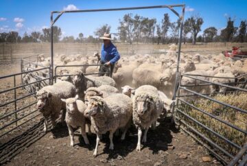 Australijscy rolnicy rozdają owce za darmo po spadku cen o 75%.