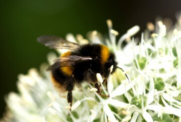 Las abejas no pueden saborear ni siquiera niveles letales de pesticidas, según un nuevo estudio | Envirotec