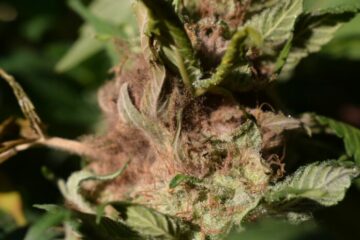 Bud Rot: Spotting, Treating, and Preventing Botrytis