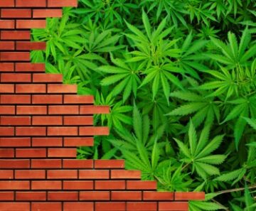 Cannabis – de eerste steen in de muur?