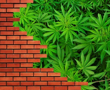 Kannabis - ensimmäinen tiili seinässä?