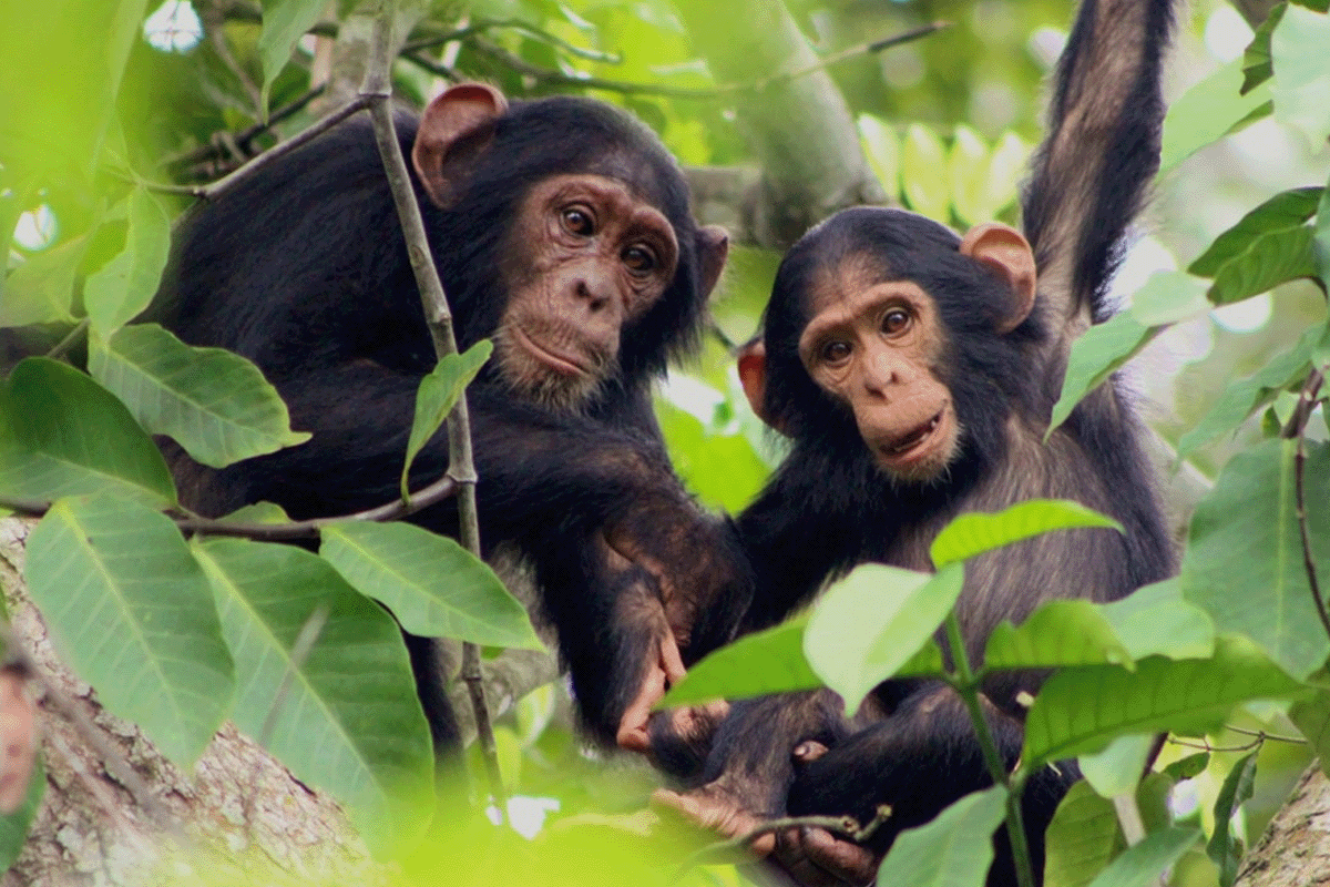 مشروع بوليندي للشمبانزي يضيء على كوكب الأرض III_بوليندي الشمبانزي يجلس على شجرة_مرئي 3