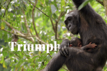 Триумф охраны природы: проект шимпанзе Булинди сияет на планете Земля III