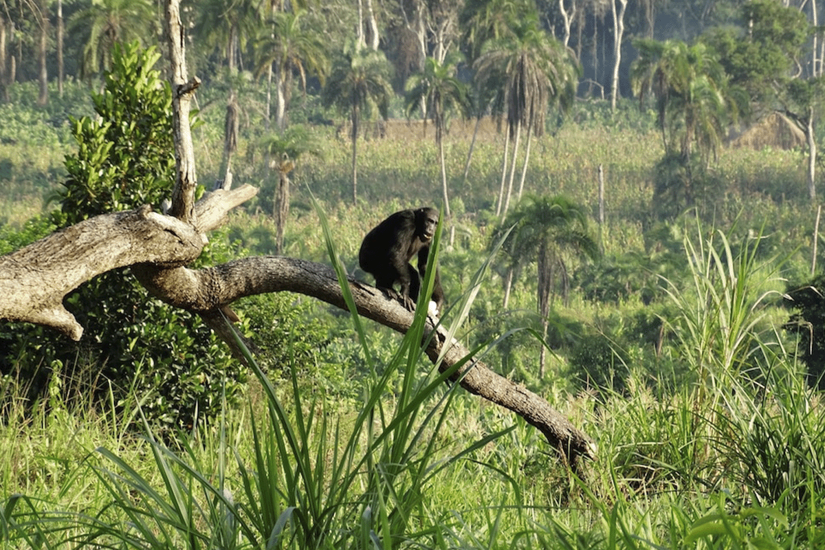 مشروع بوليندي شمبانزي يضيء على كوكب الأرض III_منظر على شمبانزي بوليندي يجلس على شجرة في غابة_مرئي 7