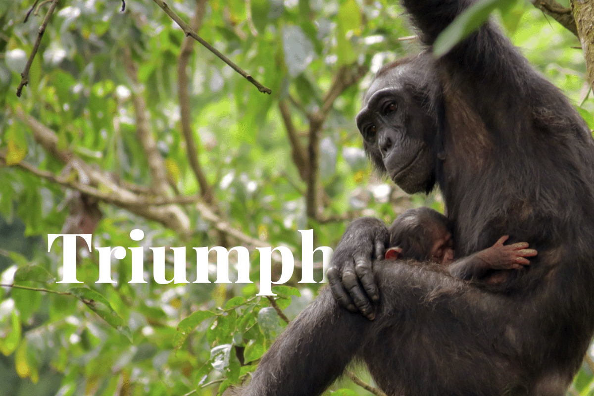 انتصار الحفاظ على البيئة: مشروع بوليندي الشمبانزي يتألق على كوكب الأرض الثالث