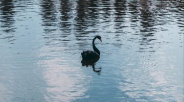 Could the Next Black Swan Event be a Cyberthreat?